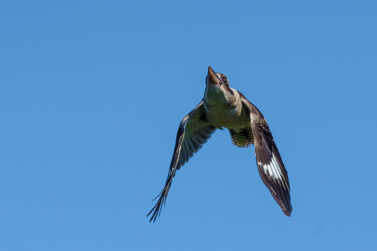 Laughing Kookaburra - ML327471821