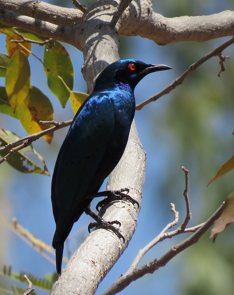 Bronze-tailed Starling - Bram Piot