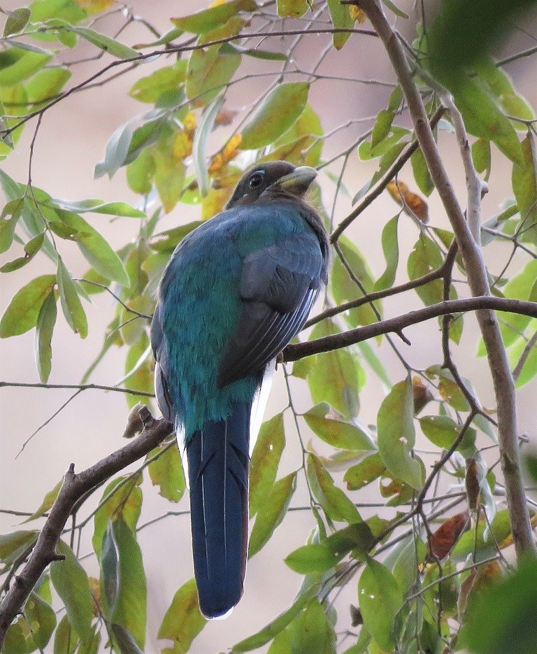 trogon africký - ML327472401