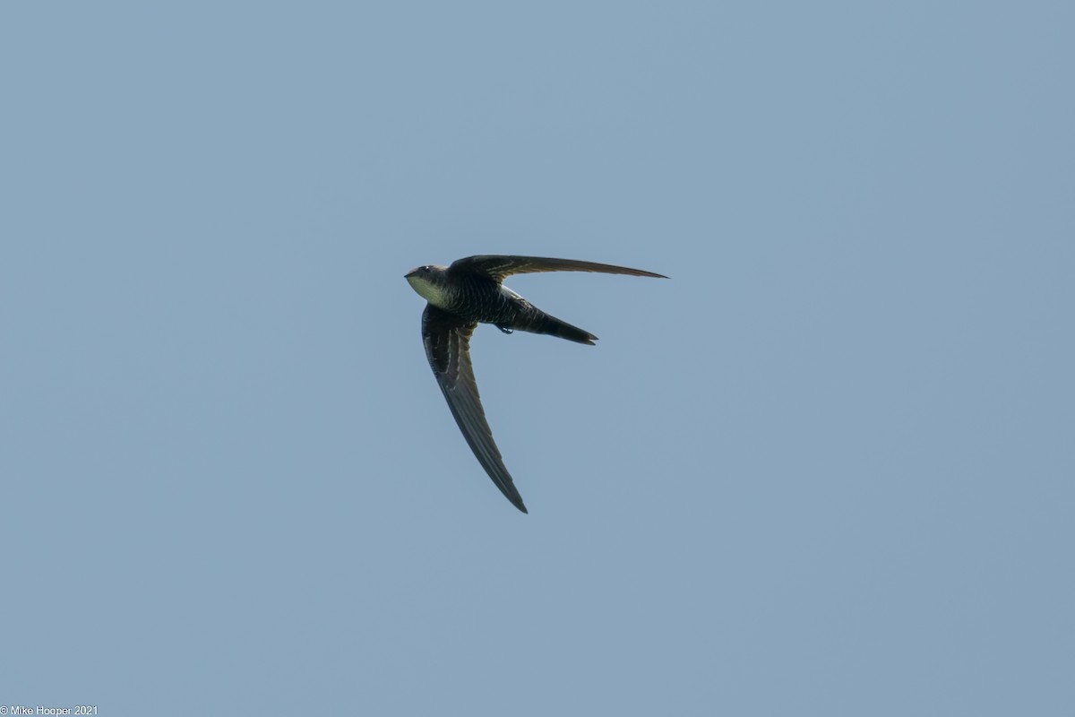 Pacific Swift - Mike Hooper