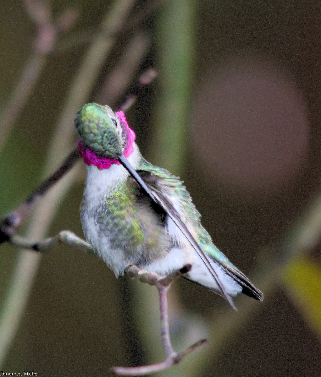 Broad-tailed Hummingbird - Duane Miller