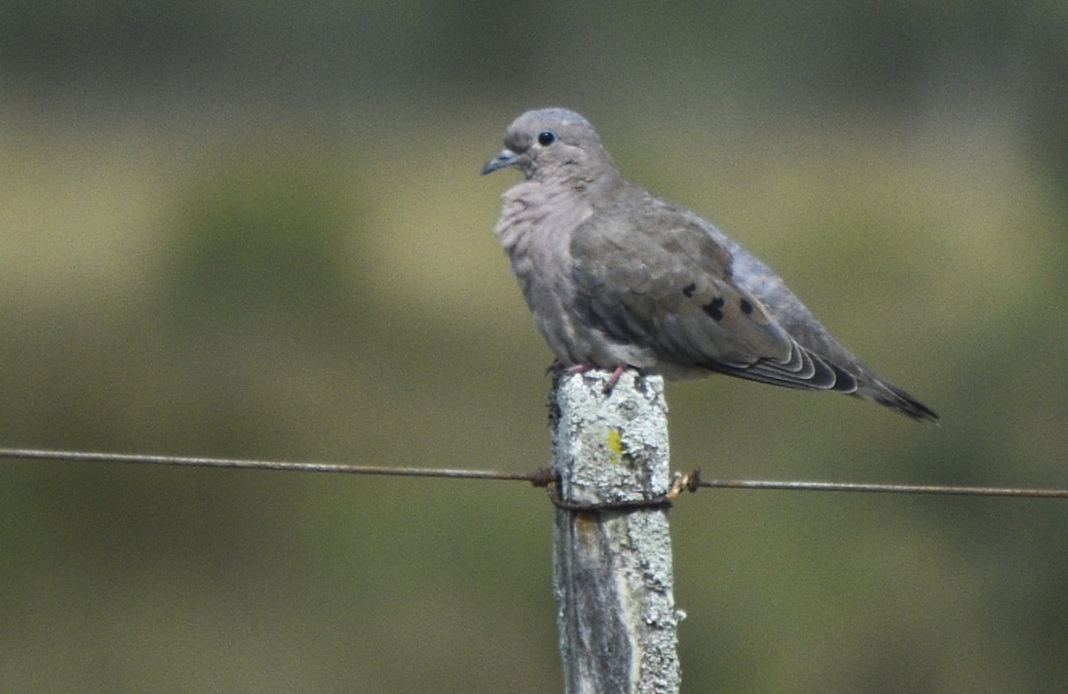 Eared Dove - ML327475851