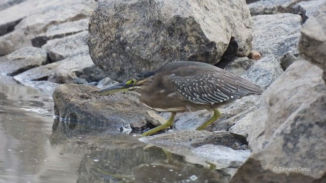 綠簑鷺(atricapilla群) - ML327477111