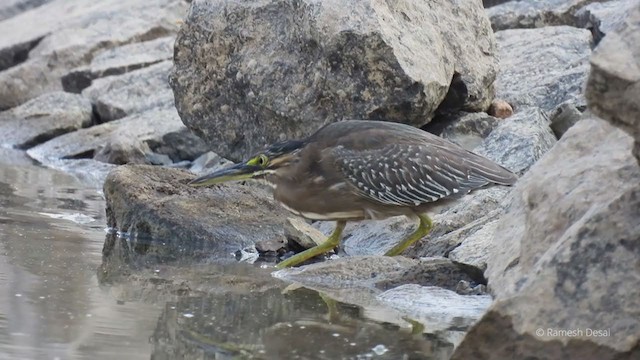 Striated Heron - ML327477111