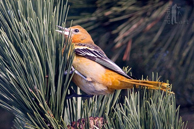 Baltimore Oriole - ML327477881