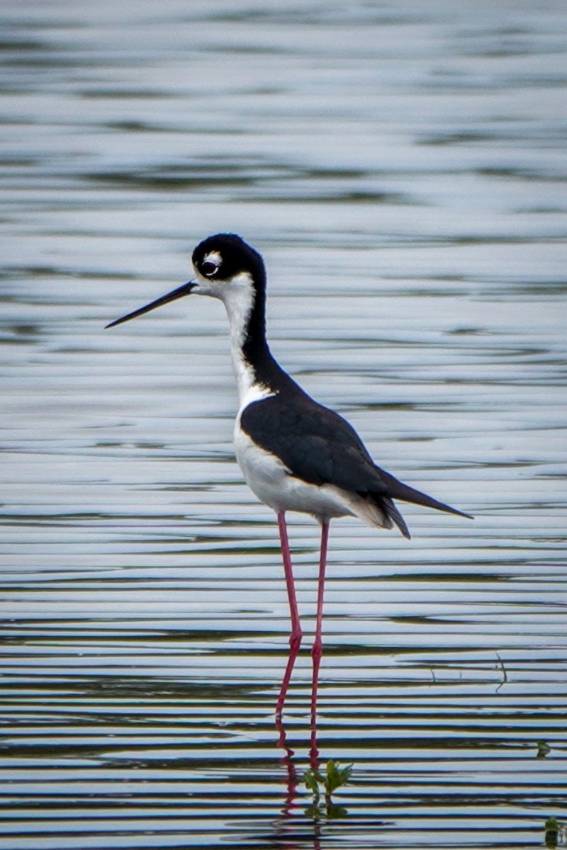 Black-necked Stilt - Gretchen Locy