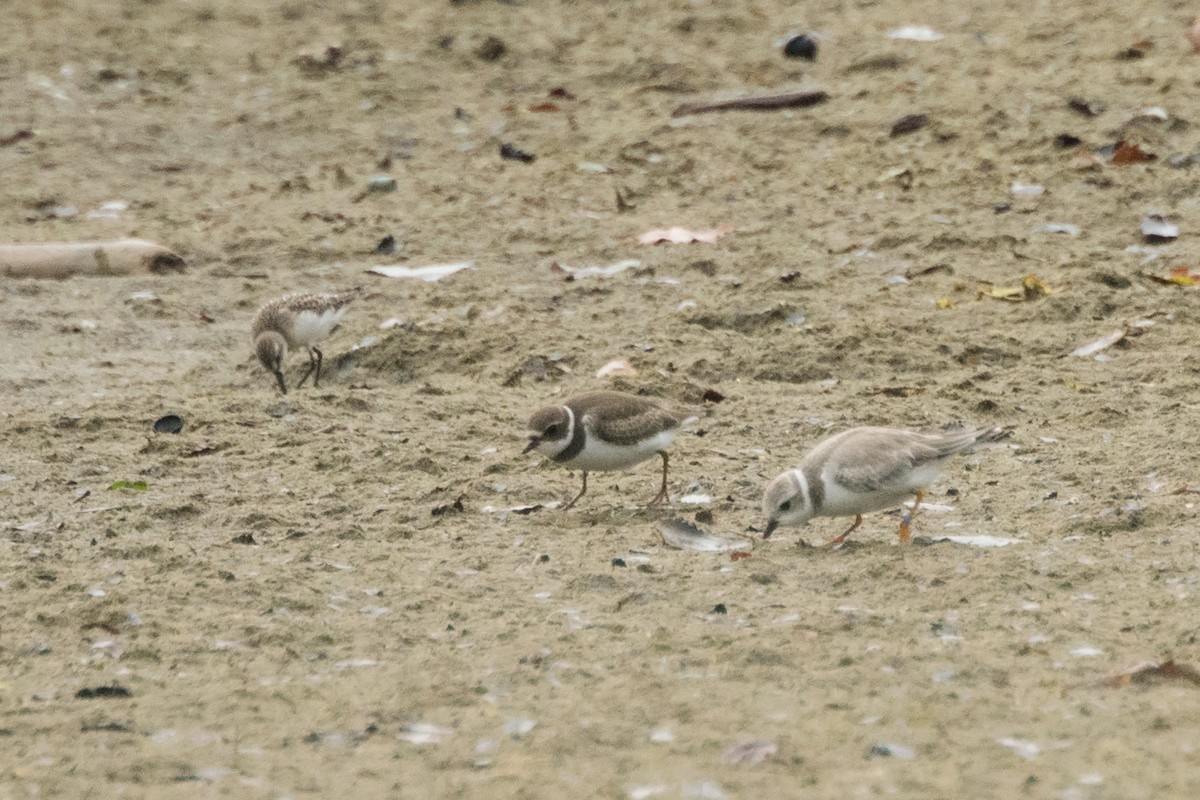Piping Plover - ML32747861
