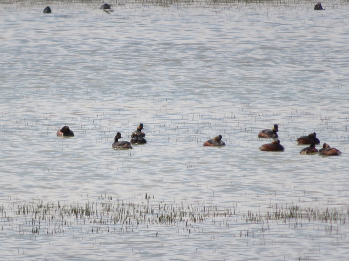 Eared Grebe - ML327480351