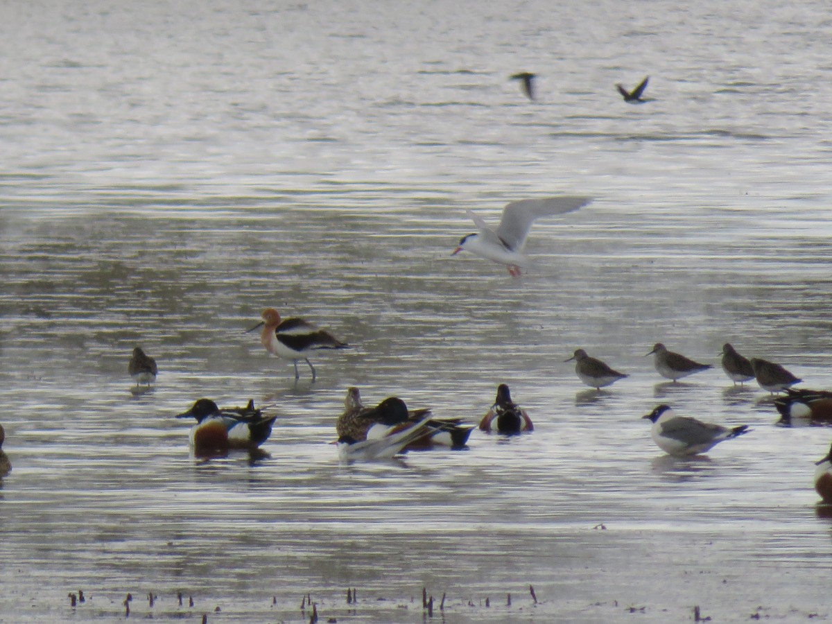 Forster's Tern - ML327481011
