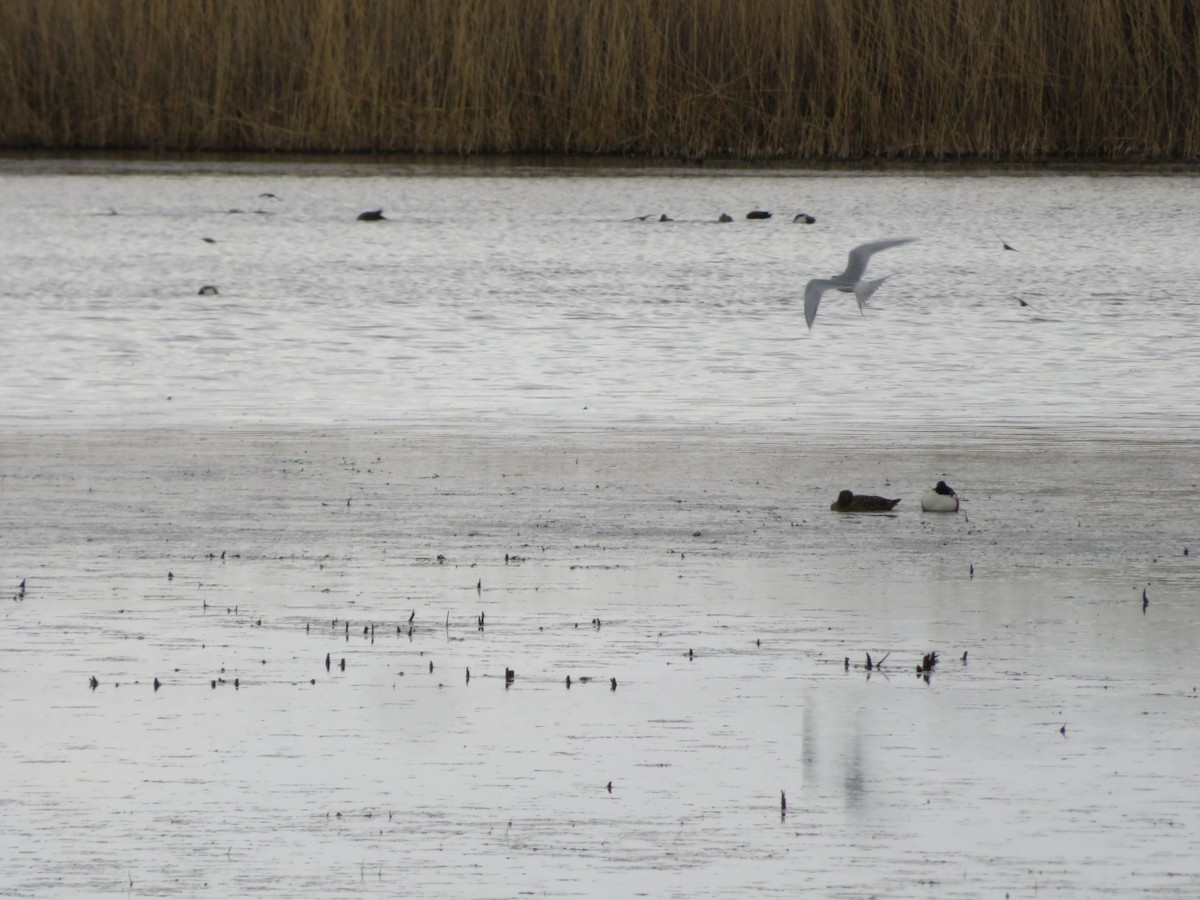 Forster's Tern - ML327481031