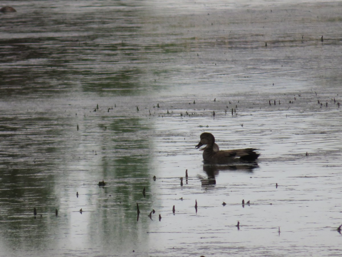 Gadwall - ML327481501