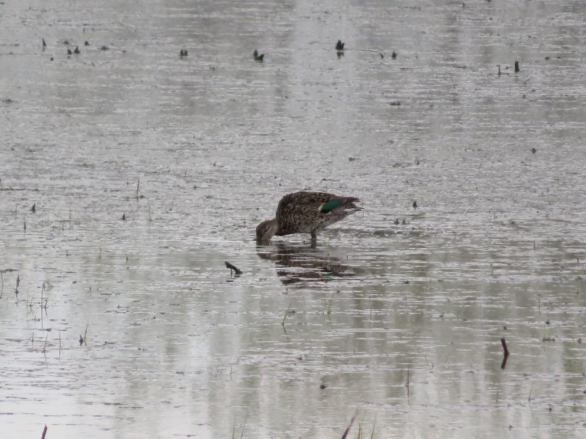 Green-winged Teal - ML327481661