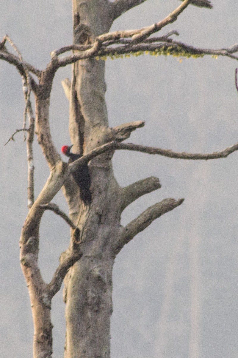 White-bellied Woodpecker - Ramesh Shenai