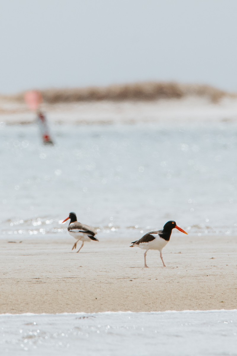 American Oystercatcher - ML327484331