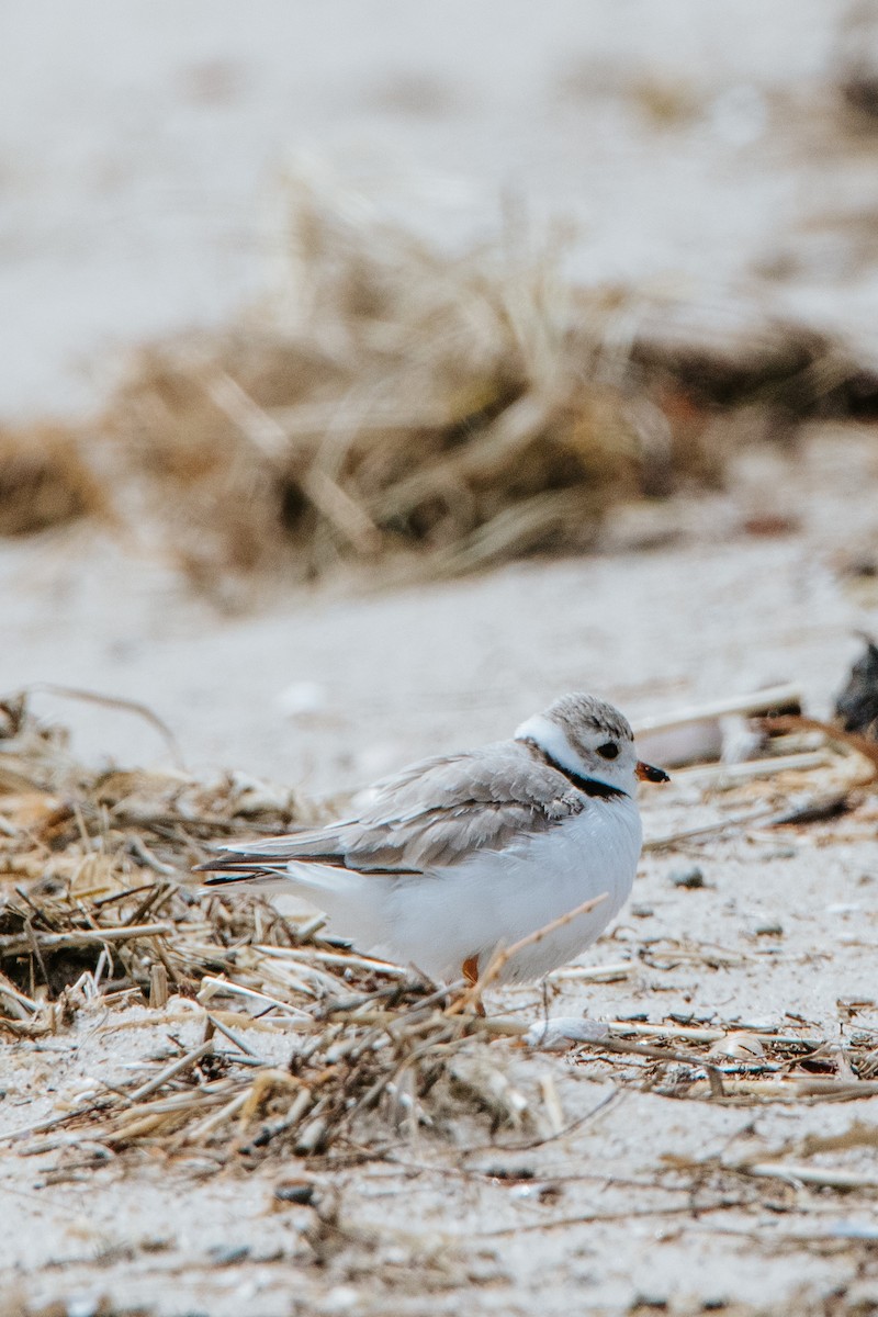 Piping Plover - ML327484341