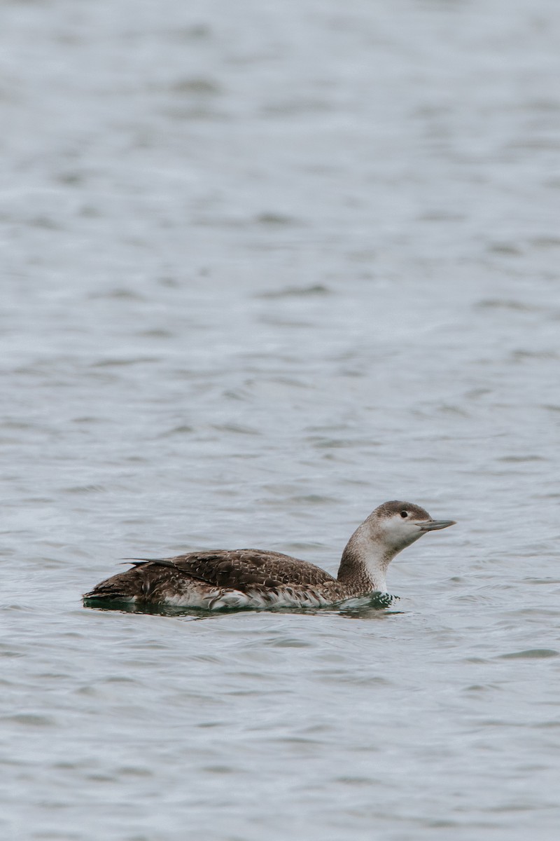 Red-throated Loon - ML327484381