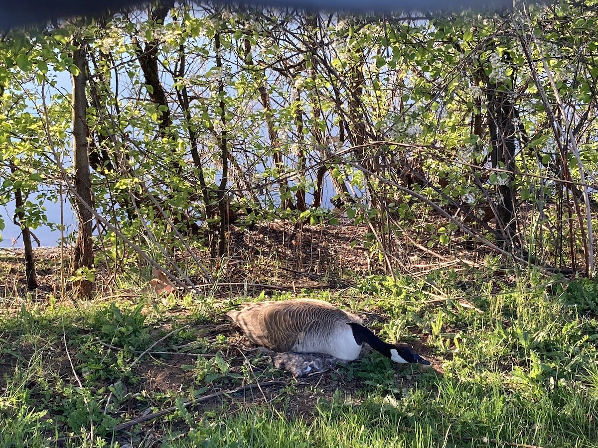 Canada Goose - ML327488511