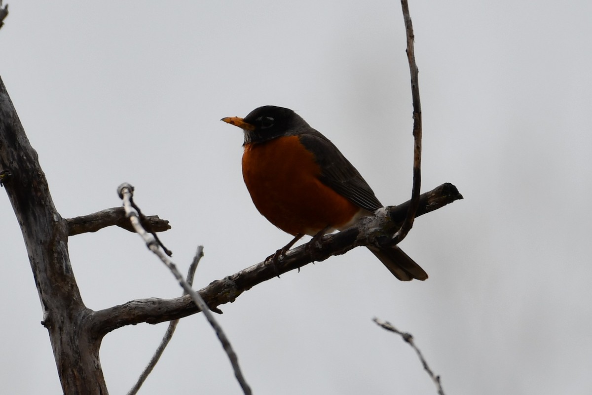 American Robin - ML327488991