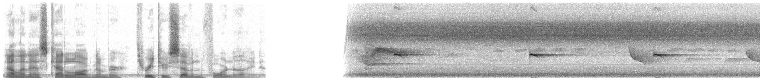 špaček bělokrký - ML32749