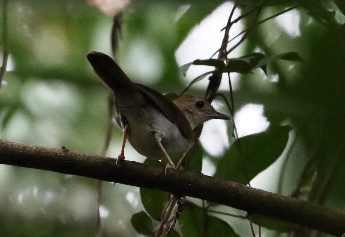 Rufous-winged Illadopsis - Marc Languy