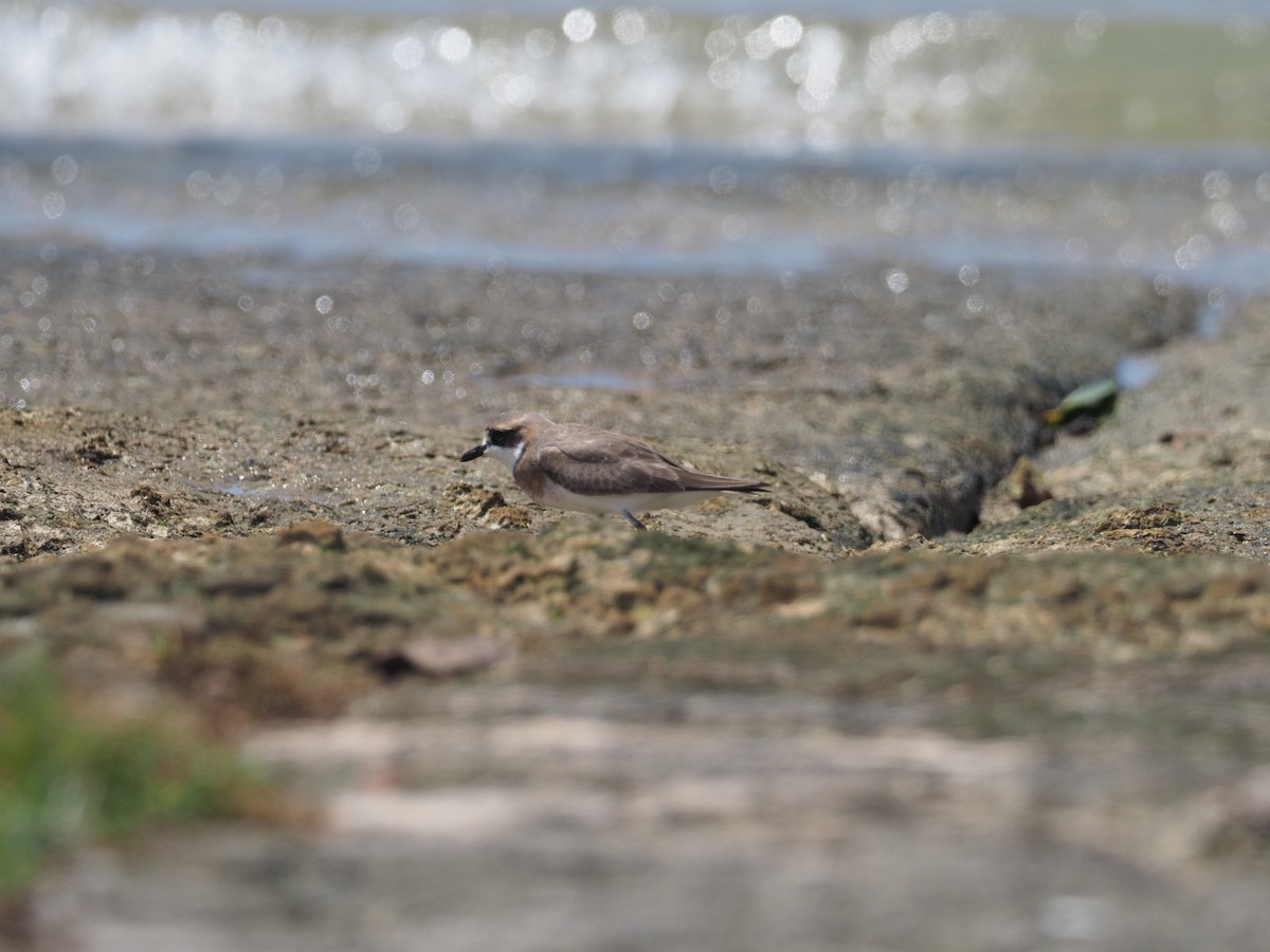 Siberian Sand-Plover - Heather Ketebengang