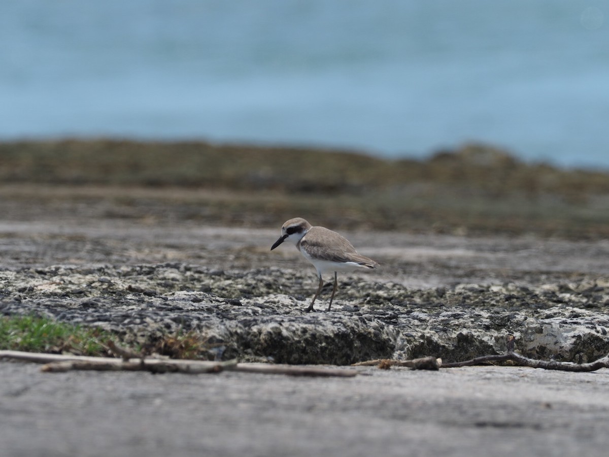 Greater Sand-Plover - Heather Ketebengang