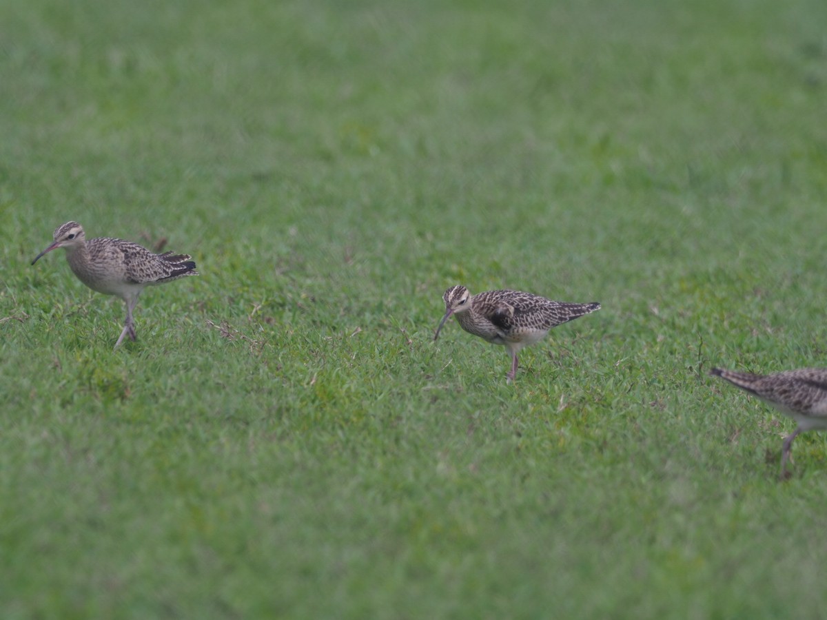 Zwergbrachvogel - ML327492671