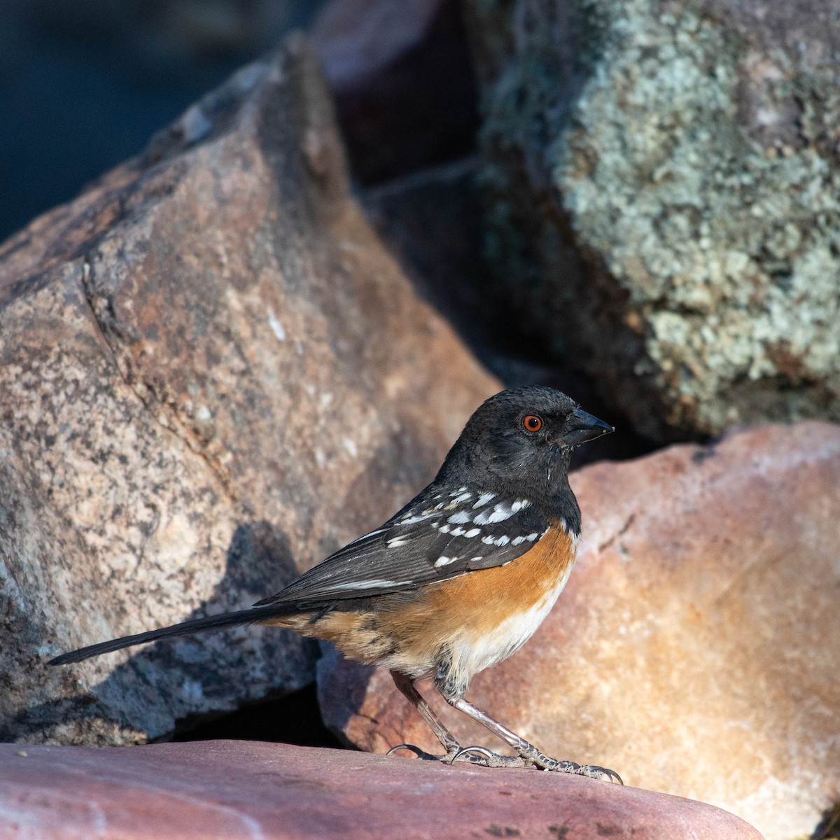 Spotted Towhee - ML327492911