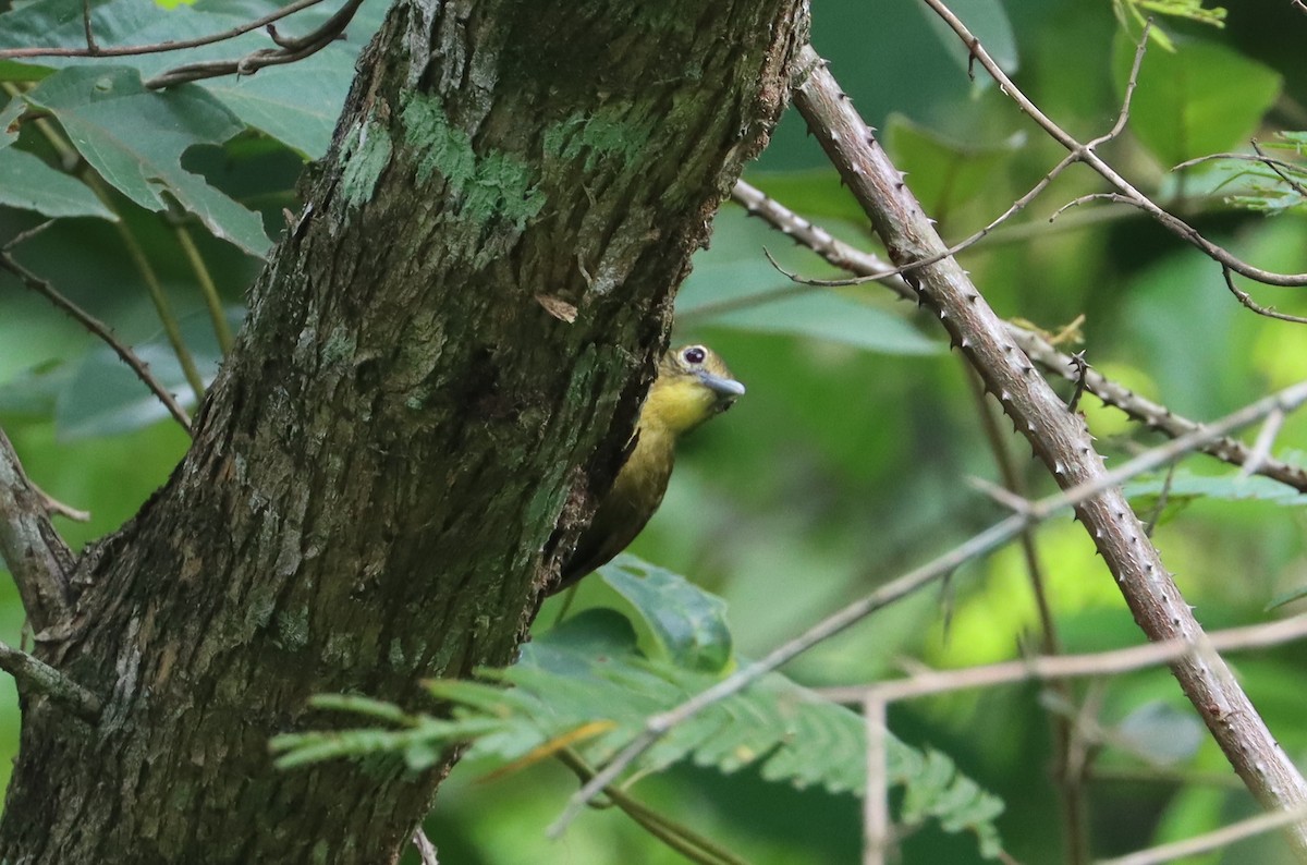 Yellow-bearded Greenbul - Marc Languy