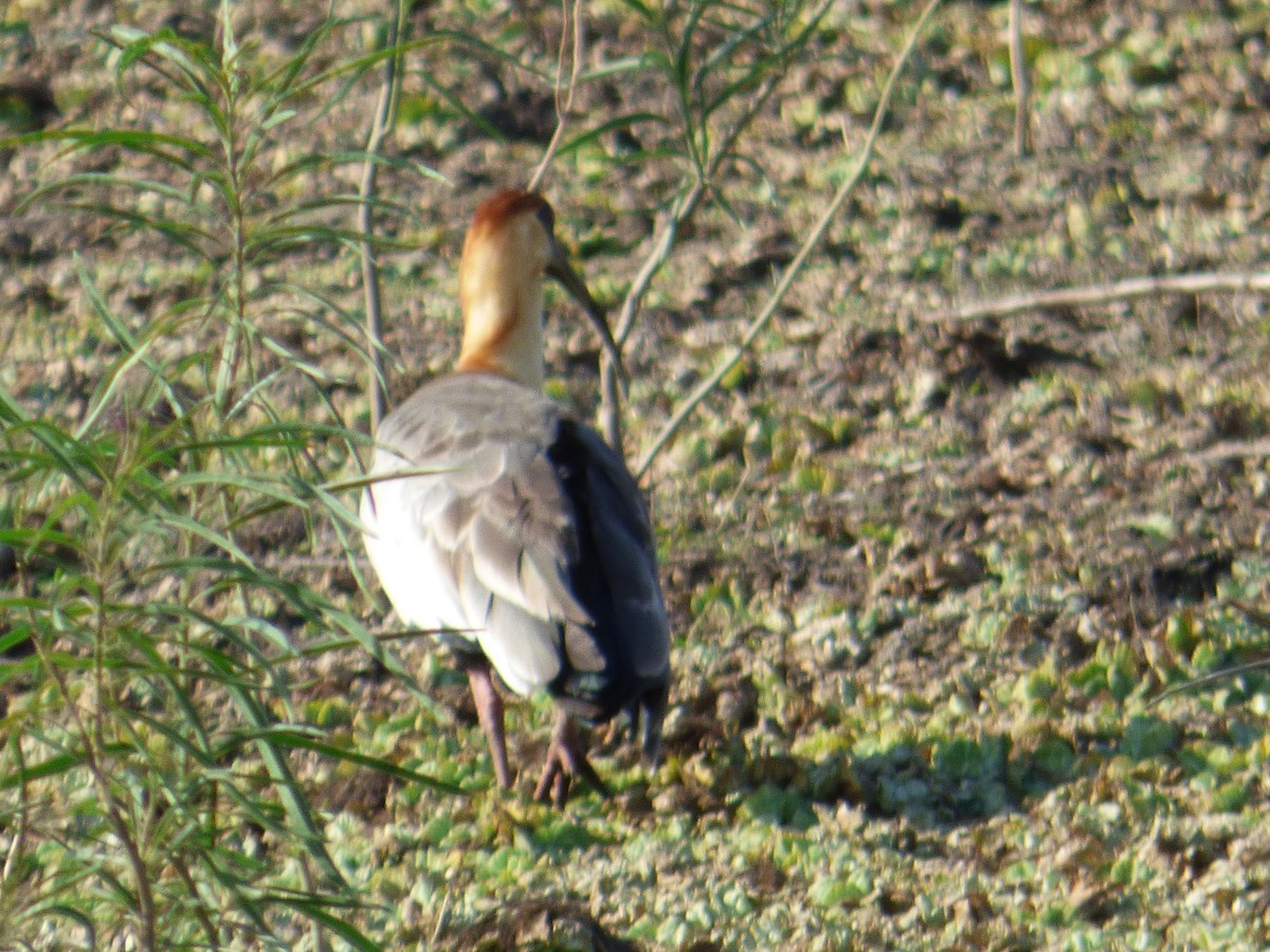 ibis bělokřídlý - ML32749511