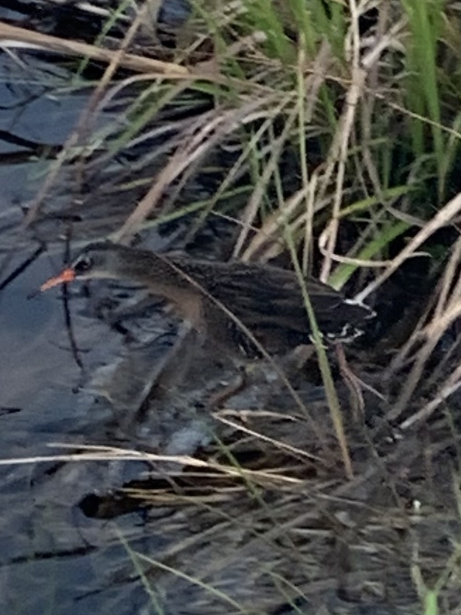 Virginia Rail - ML327495501