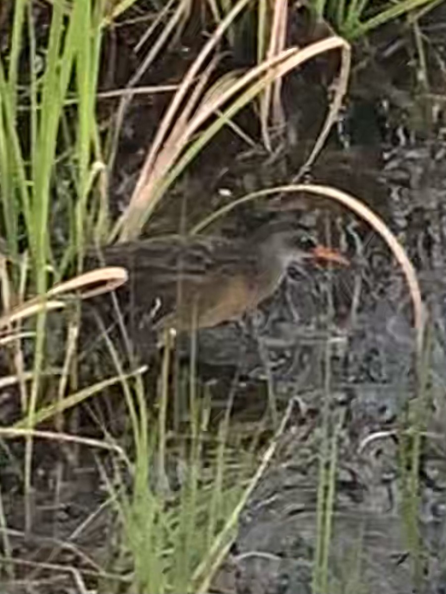 Virginia Rail - ML327495521