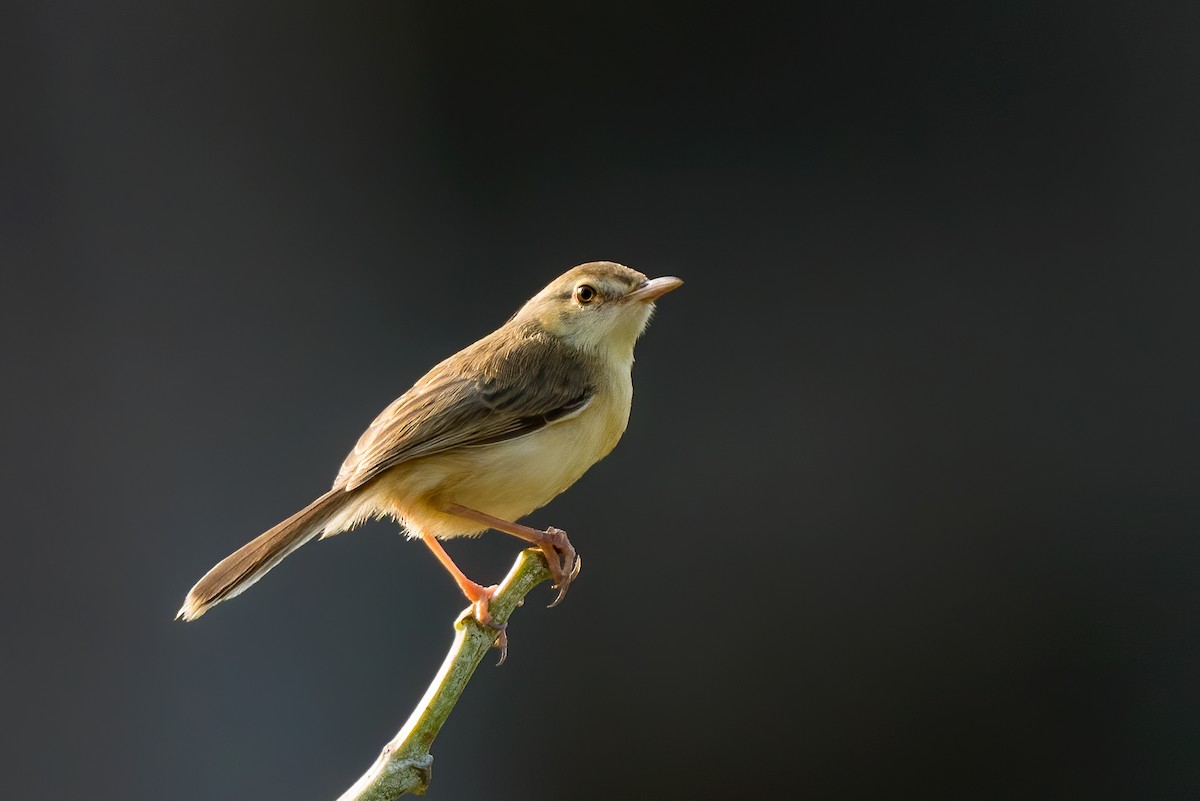 Prinia Sencilla - ML327495851