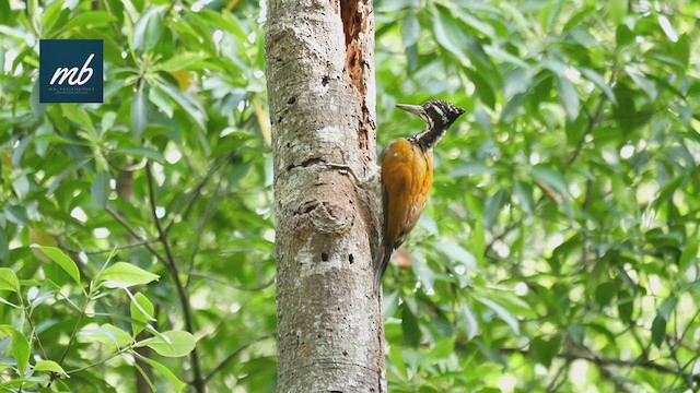 Greater Flameback - ML327495951