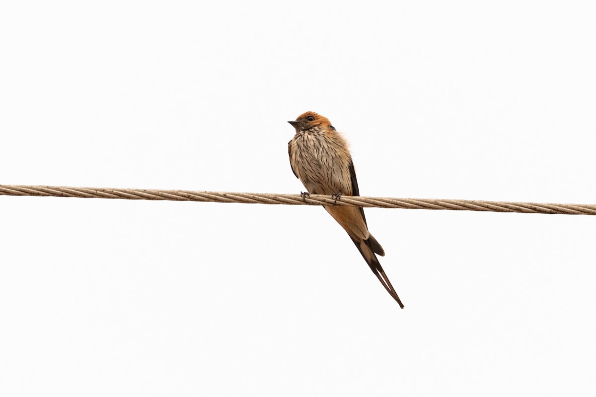 Lesser Striped Swallow - Vincent Romera