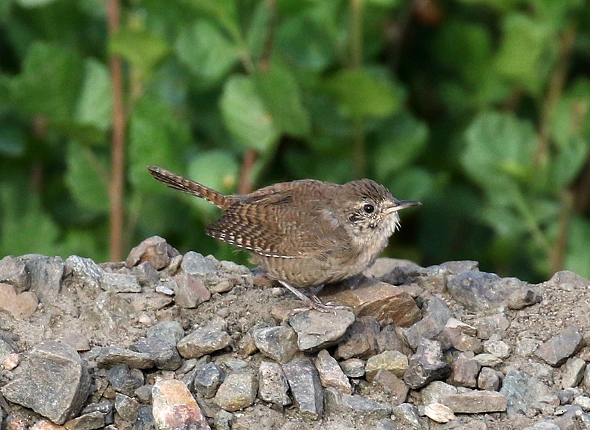 Northern House Wren - ML32749631