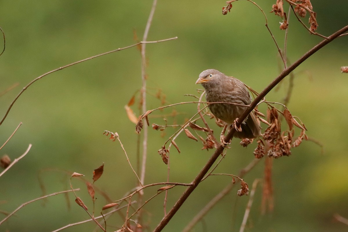 Jungle Babbler - ML327496491