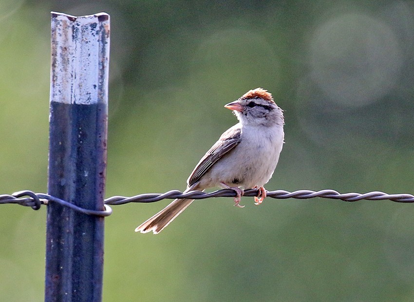 Chipping Sparrow - ML32749741