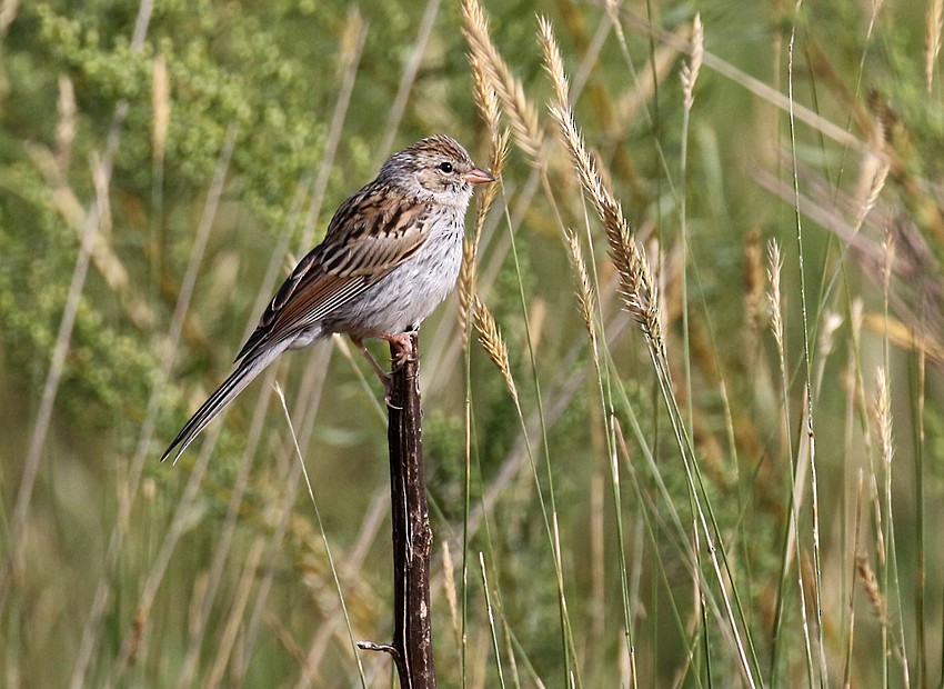 Chipping Sparrow - ML32749751