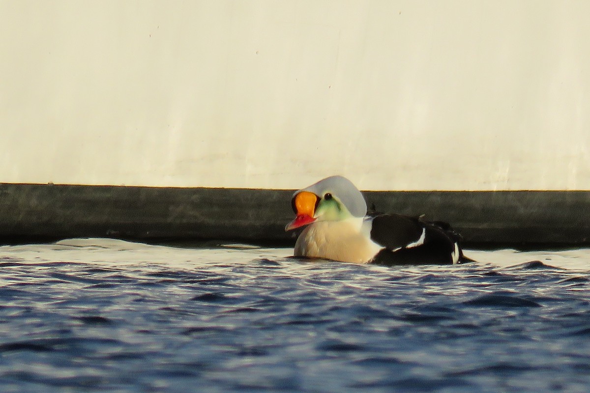 King Eider - Örjan Sjögren