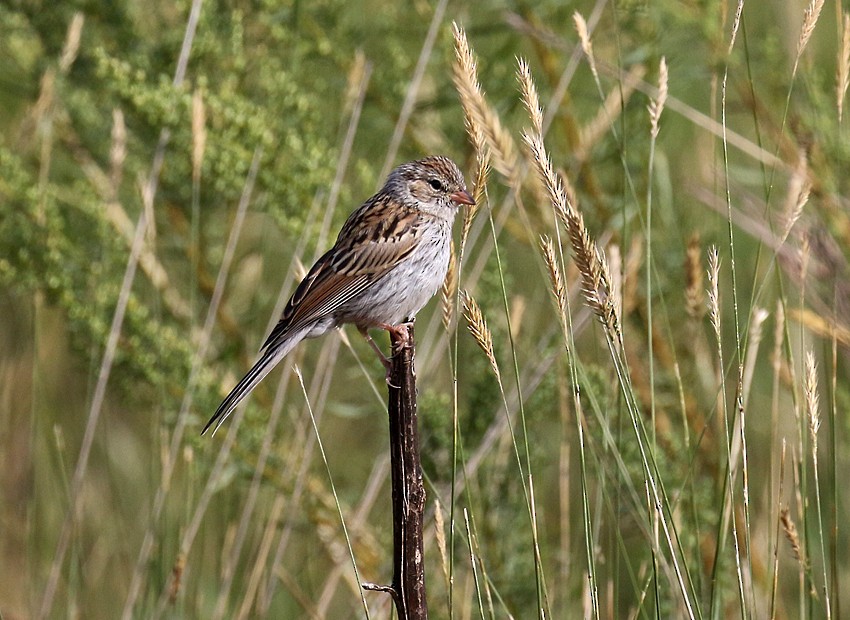 Chipping Sparrow - ML32749761