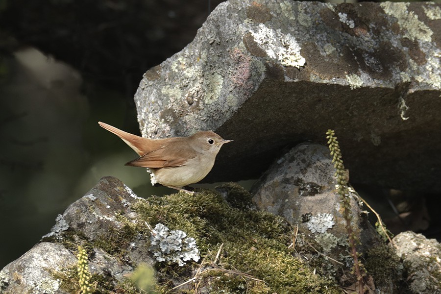 Common Nightingale - ML327497771