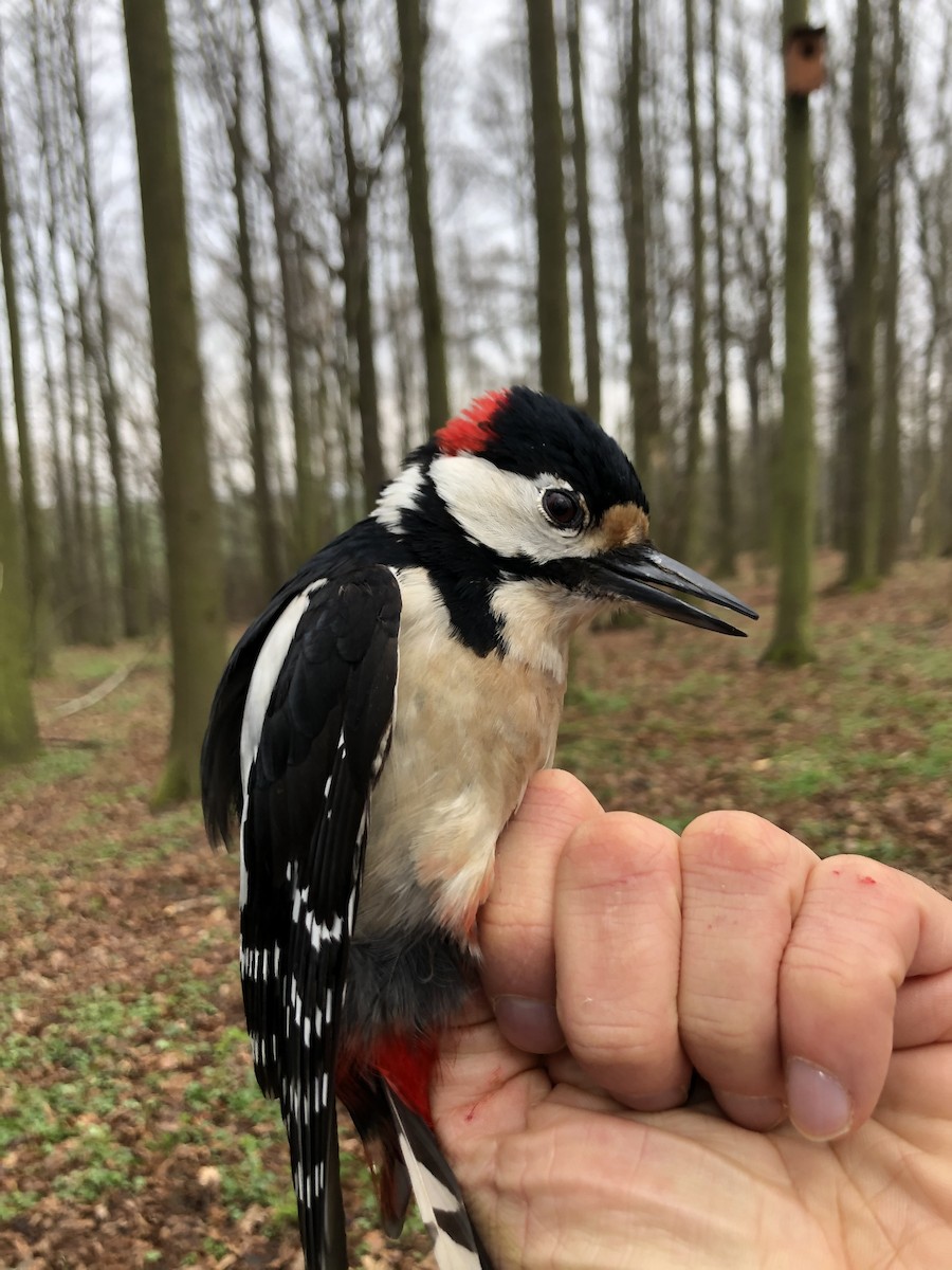 Great Spotted Woodpecker - ML327498441