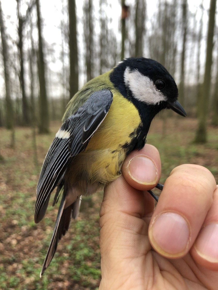 Great Tit - ML327498481