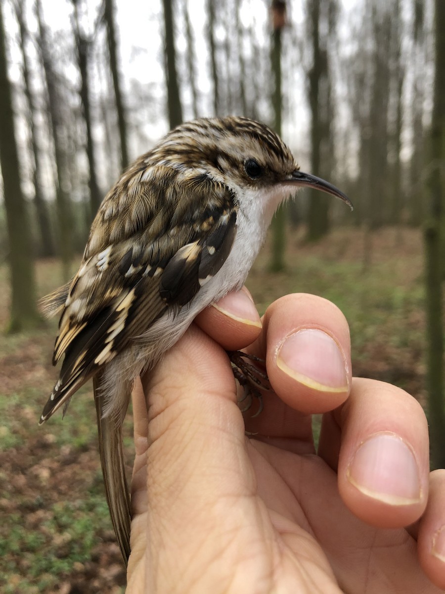 Eurasian Treecreeper - ML327498501