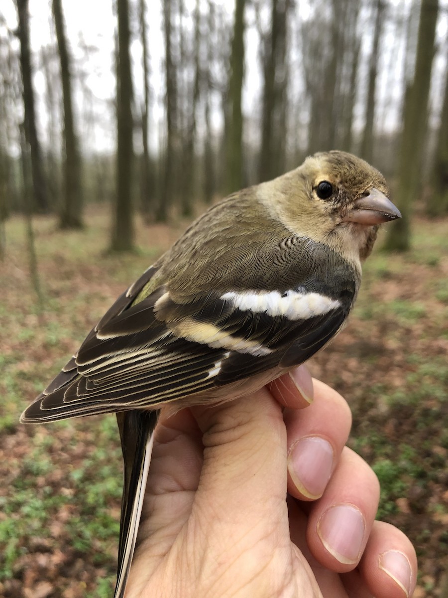 Common Chaffinch - ML327498551