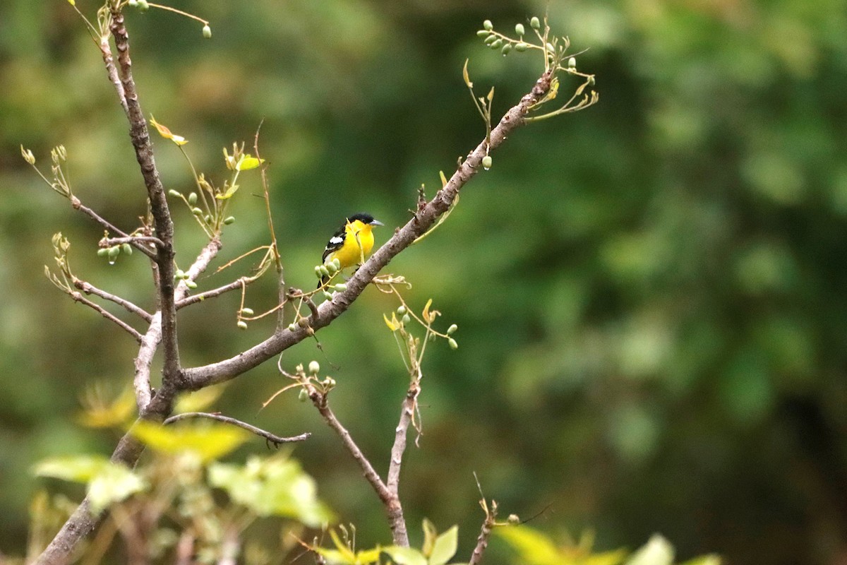 Common Iora - ML327498601