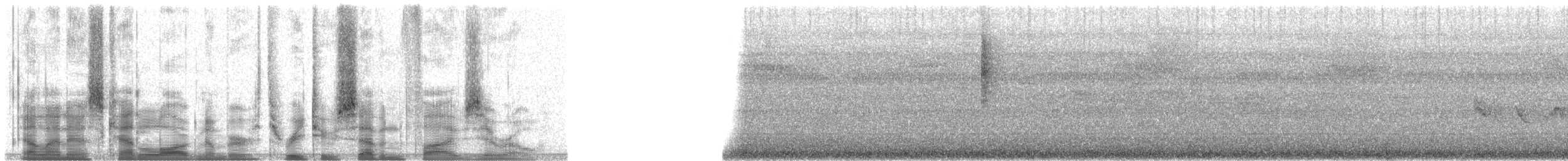 Dicée des Célèbes - ML32750