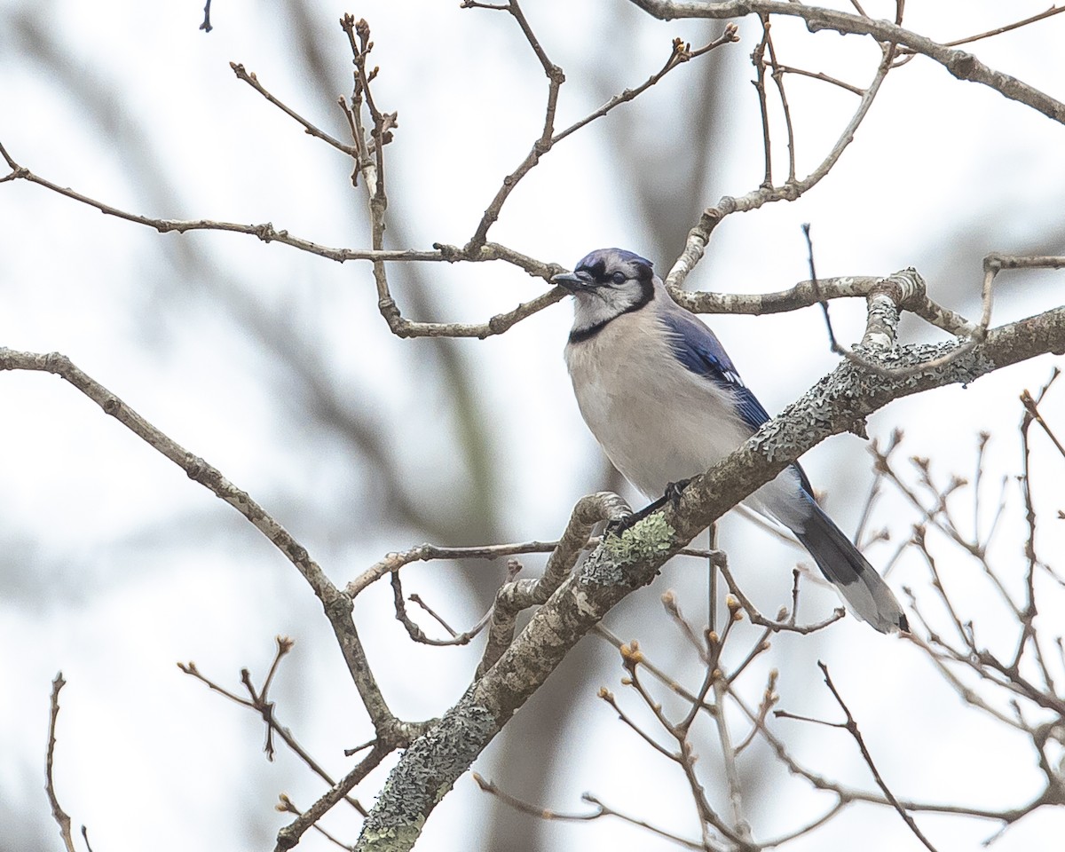 Blauhäher - ML327500281