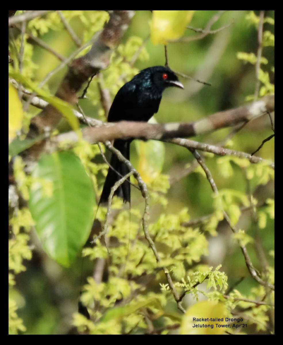 Greater Racket-tailed Drongo - ML327500521